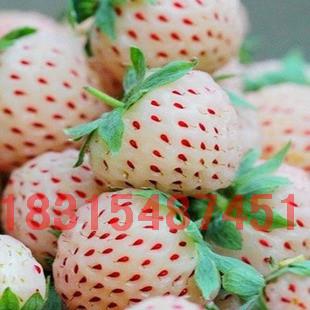 供应白草莓苗/菠萝莓白草莓苗/红颜草莓苗/章姬草莓苗/奶油草莓苗