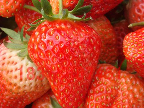 供应甜宝草莓苗，大量处理甜宝草莓苗，盆栽甜宝草莓苗
