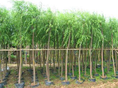 供应垂柳树批发－垂柳树价格－垂柳树