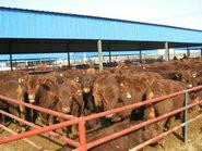 供应常用饲料山东鑫民牧业，山东鲁西黄牛养殖，山东鲁西黄牛批发商
