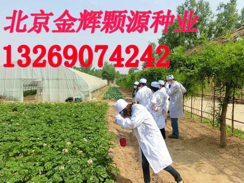 供应2015年土豆种子价格/北京土豆种子销售厂家图片
