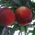 供应优质苹果树苗跨世纪新品种图片