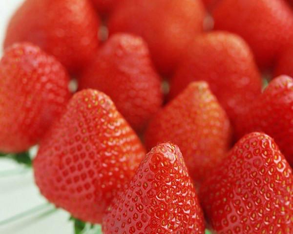 供应草莓苗甜查理草莓苗江苏甜查理莓苗草莓苗 甜查理草莓苗