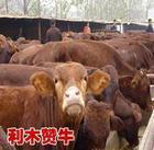 忻州市肉牛奶牛厂家