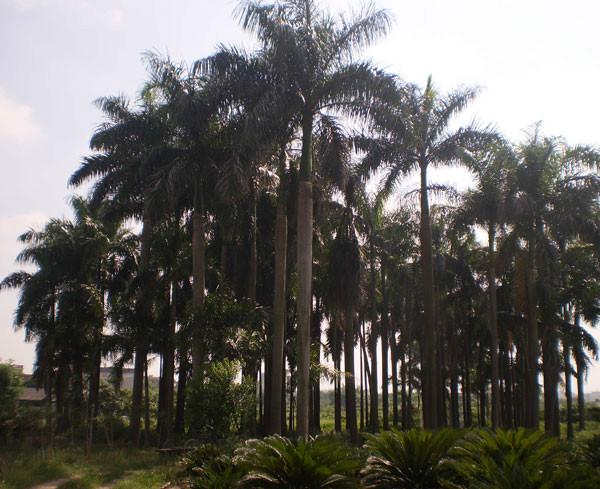 供应大王椰价格,福建漳州大王椰产地直销,公园绿化,小区绿化图片