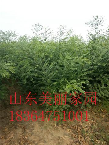 供应山东供应大量合欢小苗