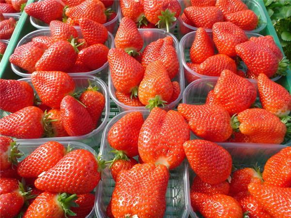 供应北京新鲜法兰地草莓/法兰地草莓苗