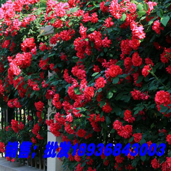 供应大花蔷薇月季基地供应，蔷薇月季种植技术，哪里有大花蔷薇月季