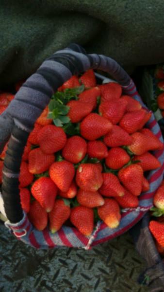 供应江苏哪里有草莓代收，江苏草莓代收批发价，江苏草莓代收
