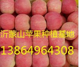供应水果批发市场广州红富士苹果价格