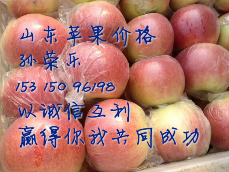 供应山东富士苹果   山东红富士苹果供应价格