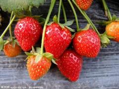 临沂市草莓种植基地大量草莓上市销售厂家