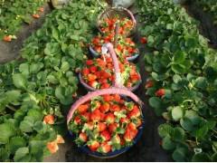 供应草莓种植基地大量草莓上市销售