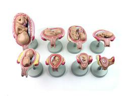 供应婴儿胚胎发育模型 山东厂家直销