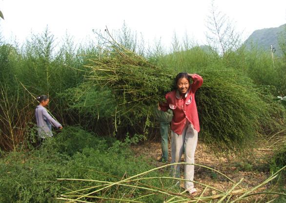 供应保健青蒿油那里好 四川保健青蒿油那里好