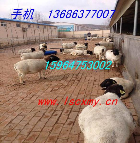 供应供内蒙古杜泊羊养殖基地甘肃规模化杜泊羊养殖场