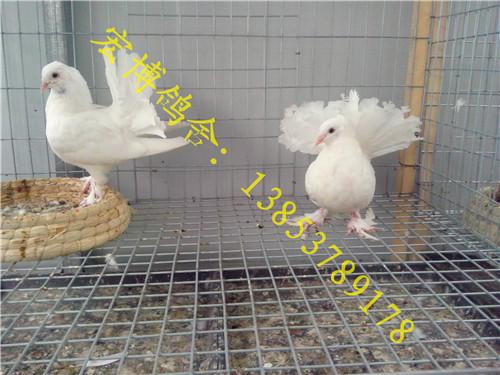 供应黄冠鸽养殖，免费提供黄冠鸽养殖技术图片
