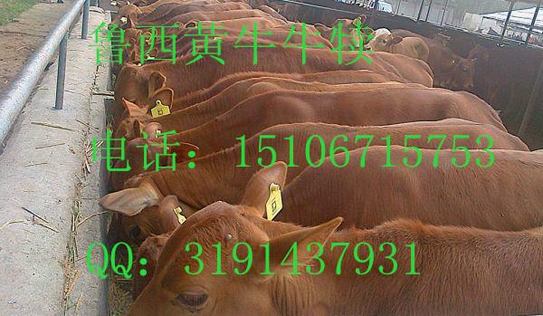 供应江西的牛行情 鲁西黄牛养殖周期