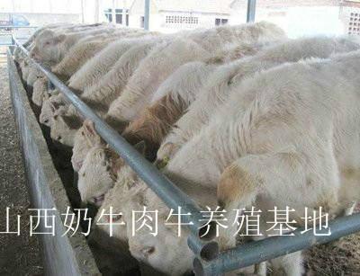江苏肉牛养殖场批发