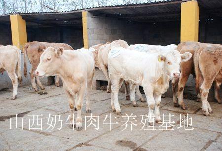 供应肉牛养殖场/山西奶牛肉牛养殖