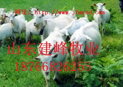 供应广州白山羊羊苗价格图片