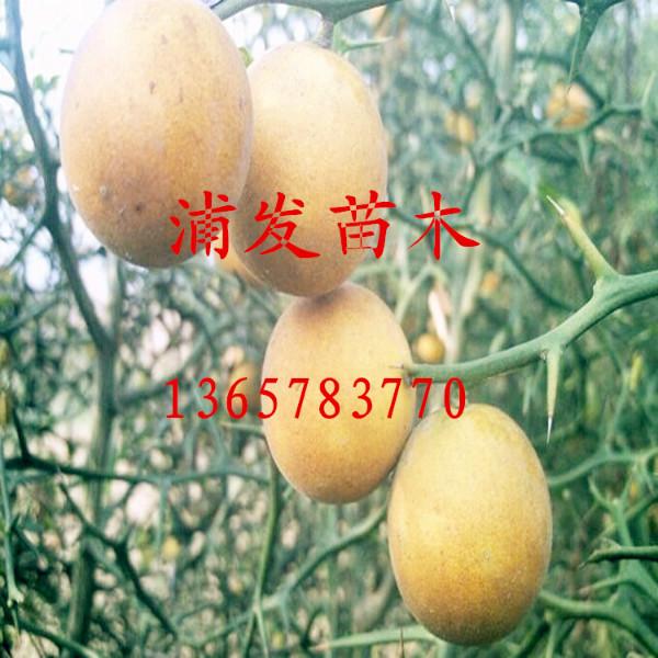 供应广西桂林枳壳小苗出售