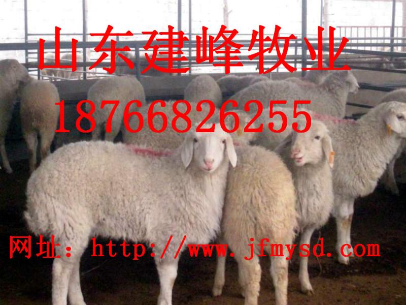 济宁市全国各地活羊价格厂家