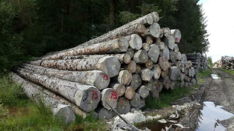 供应云杉木板材,云杉实木板,云杉防腐木