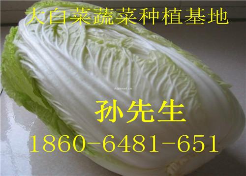 供应山东白菜种植基地大白菜批发市场