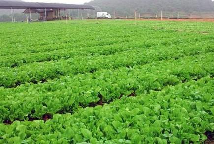 供应水东芥菜基地直销全国供货中国地理标志产品无公害绿色有机蔬菜