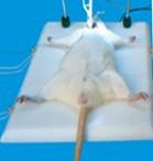 ZH大鼠麻醉解剖板 鼠兔解剖台 鼠兔二用解剖台  实验仪器供应图片