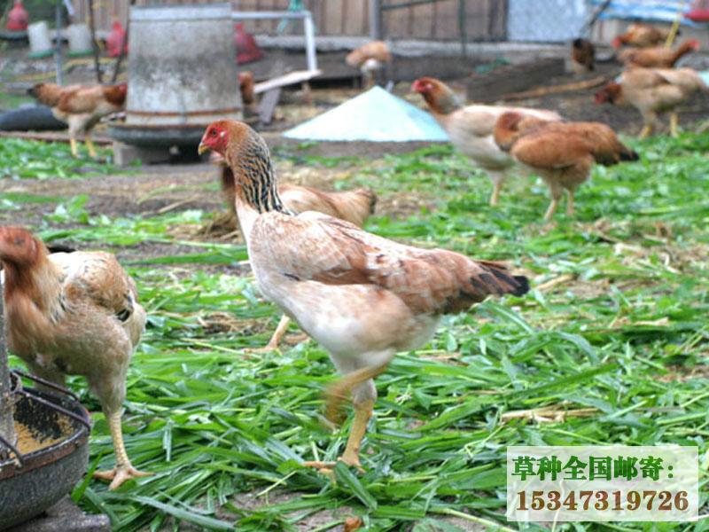 供应贵州养土鸡鸭子鹅吃的牧草品种黔西南毕节牧草种子图片