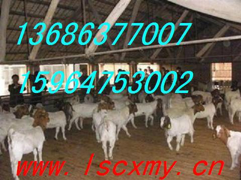 供应哪里有纯种波尔山羊养殖场 哪家波尔山羊是正规养殖场  波尔山羊价格