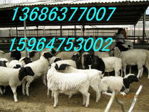 供应哪里有杜泊羊种羊 杜泊羊市场价格 梁山县出售杜泊羊种羊