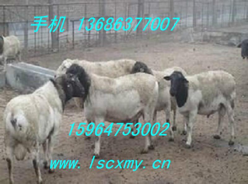 供应供内蒙古杜泊羊养殖基地甘肃规模化杜泊羊养殖场