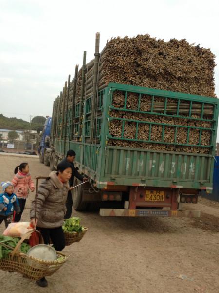 湖南菜架竹种植商 菜架竹最便宜，最好，性价比最高 湖南菜架竹  湖南菜架竹种植商