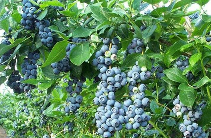供应当年结果大苗蓝莓苗 南方北方种植当年结果大苗 蓝莓树苗盆栽