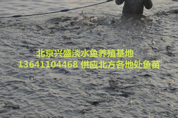 供应用于养殖的北京海淀区鱼苗批发