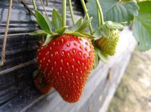 供应直销草莓苗，草莓苗批发，哪里草莓苗品种纯