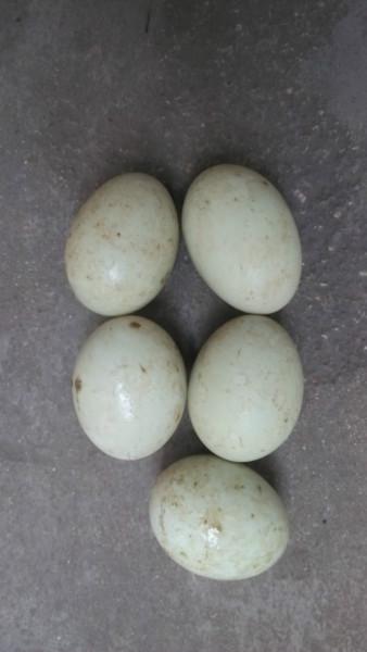 供应微山湖特产散养有机生态青皮鸭蛋