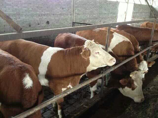 供应山西大型养殖场供应肉牛-免费运输