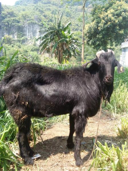 供应用于种羊的广西努比亚黑山种羊，黑山种羊，黑山种羊供应，黑山种羊价格