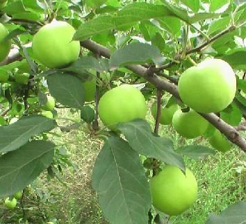 供应苹果小苗嫁接苹果树苗大量供应挂果多苹果苗图片