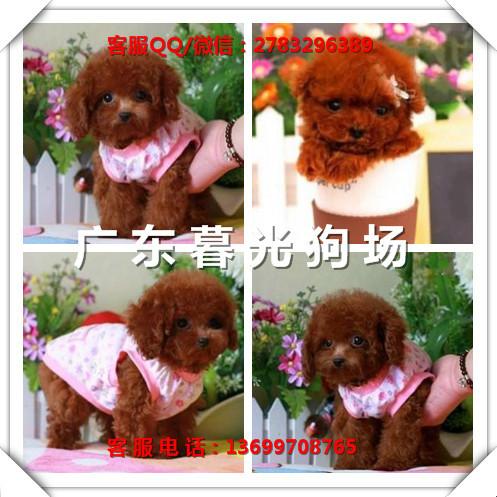 供应宠物狗泰迪熊广州泰迪犬价格泰迪犬图片广东暮光狗场图片