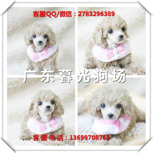 供应血统贵宾 广州纯种贵宾犬出售 广州贵宾价格 贵宾犬