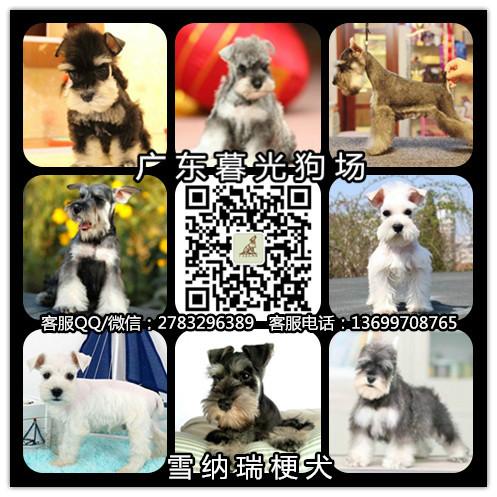 供应血统雪纳瑞 广州纯种雪纳瑞犬出售 广州雪纳瑞价格 雪纳瑞犬