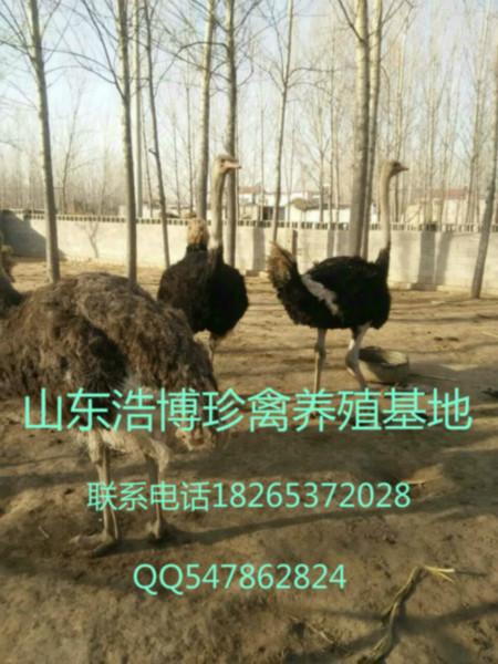 供应上海哪里有鸵鸟养殖场山东浩博珍禽养殖基地