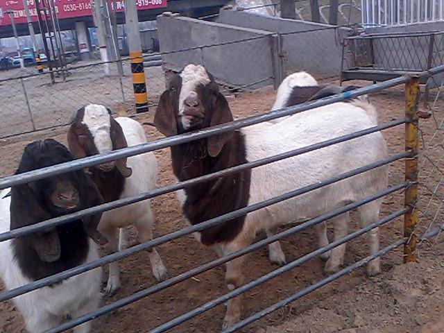 内蒙波尔山羊养殖场纯种波尔山羊批发