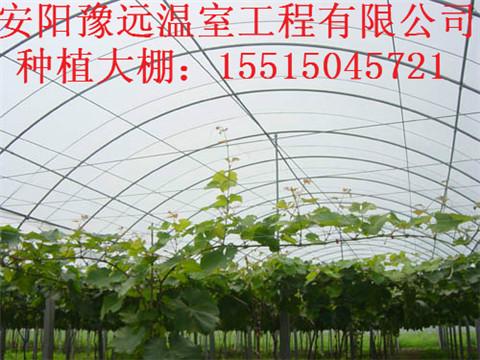 郑州葡萄大棚需要多少钱?河南省豫远温室工程大棚建造图片