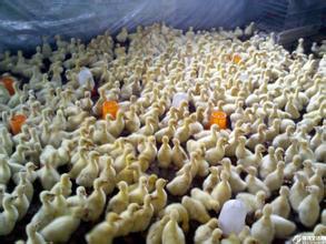 纯种扬州大白鹅供应纯种扬州大白鹅，扬州大白鹅枣庄繁育基地